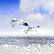 Nature et environnement en Charente-Maritime